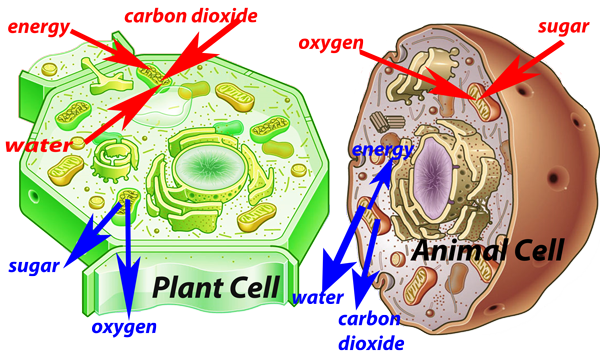 Cells Chapter 2 cell energy photosynthesis diagram 